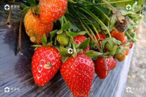 如何培育草莓苗