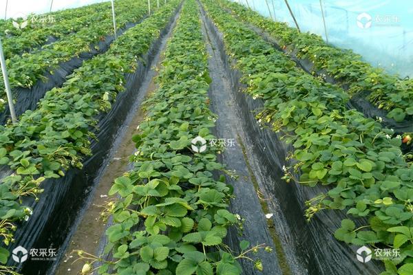 草莓栽培新技术，定植要控制好密度，平时及时排灌浇水