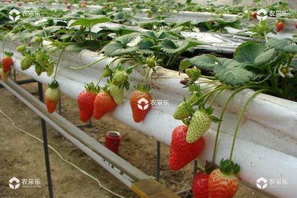 草莓栽培新技术，定植要控制好密度，平时及时排灌浇水