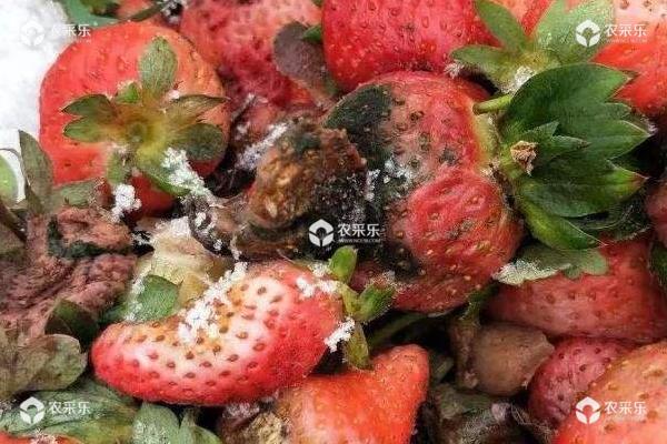 草莓烂果是什么原因？什么病引起的？附防治方法