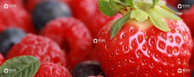 大棚草莓种植方法，选好品种是第一步