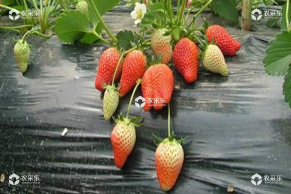 怎样育草莓苗