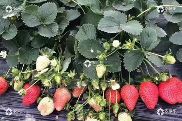 露天草莓种植时间