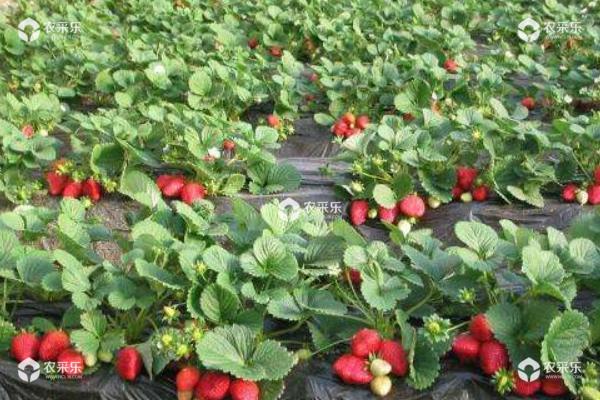 露天草莓种植时间