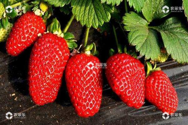 草莓怎样快速增甜