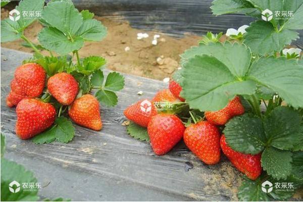 奶油草莓怎么种植