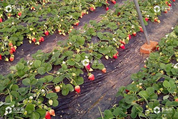 草莓如何施肥更高产