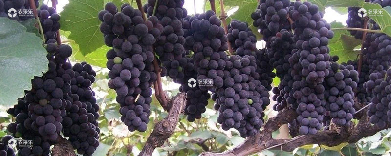 种植葡萄的基本知识
