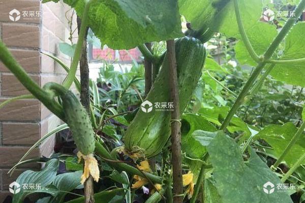 秋黄瓜的种植时间和管理方法