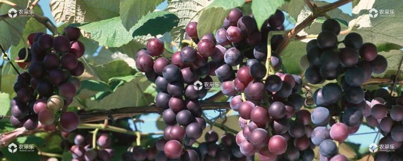 葡萄种植技术与管理方法