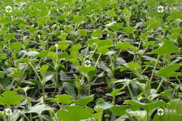 西瓜苗怎么培育和种植